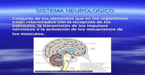 sistema neurologico - sistema cutzamala